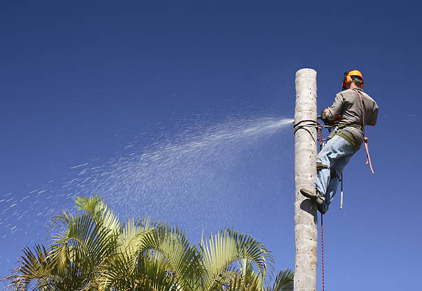 How Our Tree Care Process Works  in  Bridgeton, MO